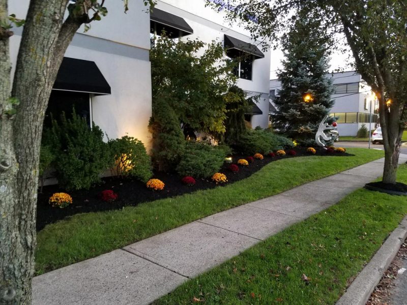 Fall Mums