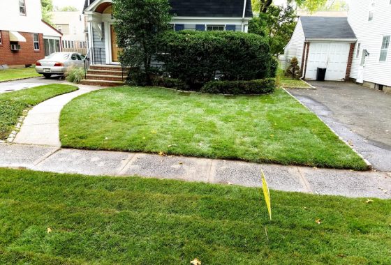 Sod Installation 3