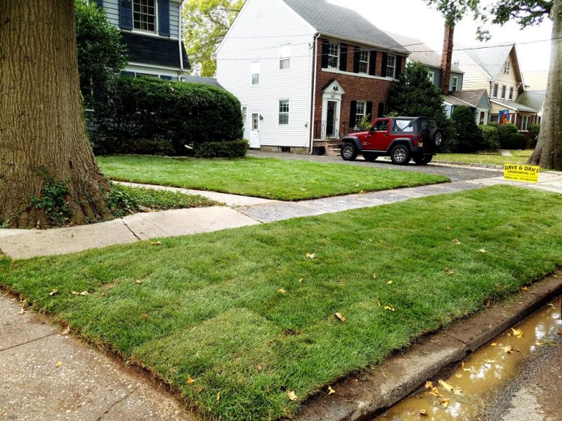 Sod Installation 3