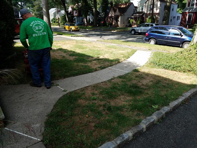 Sod Installation 3